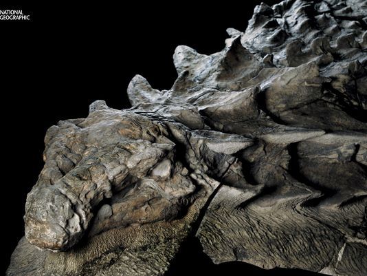 Dinosaur Image